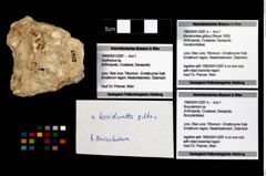 Foto (Objekt + Etikett) von Konidromites gibbus (Reuss 1858)  (NHMW-GEO-1990-0041-3297a)